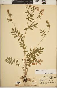 Polemonium reptans image