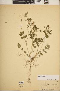 Polemonium reptans image