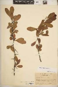 Sideroxylon lanuginosum image