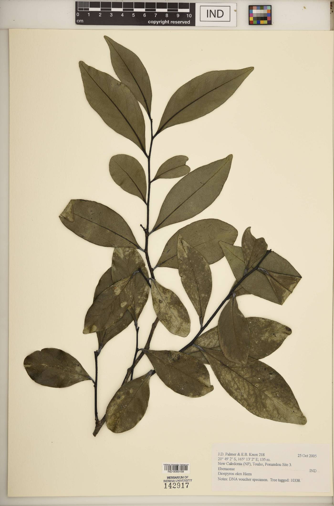 Diospyros olen image