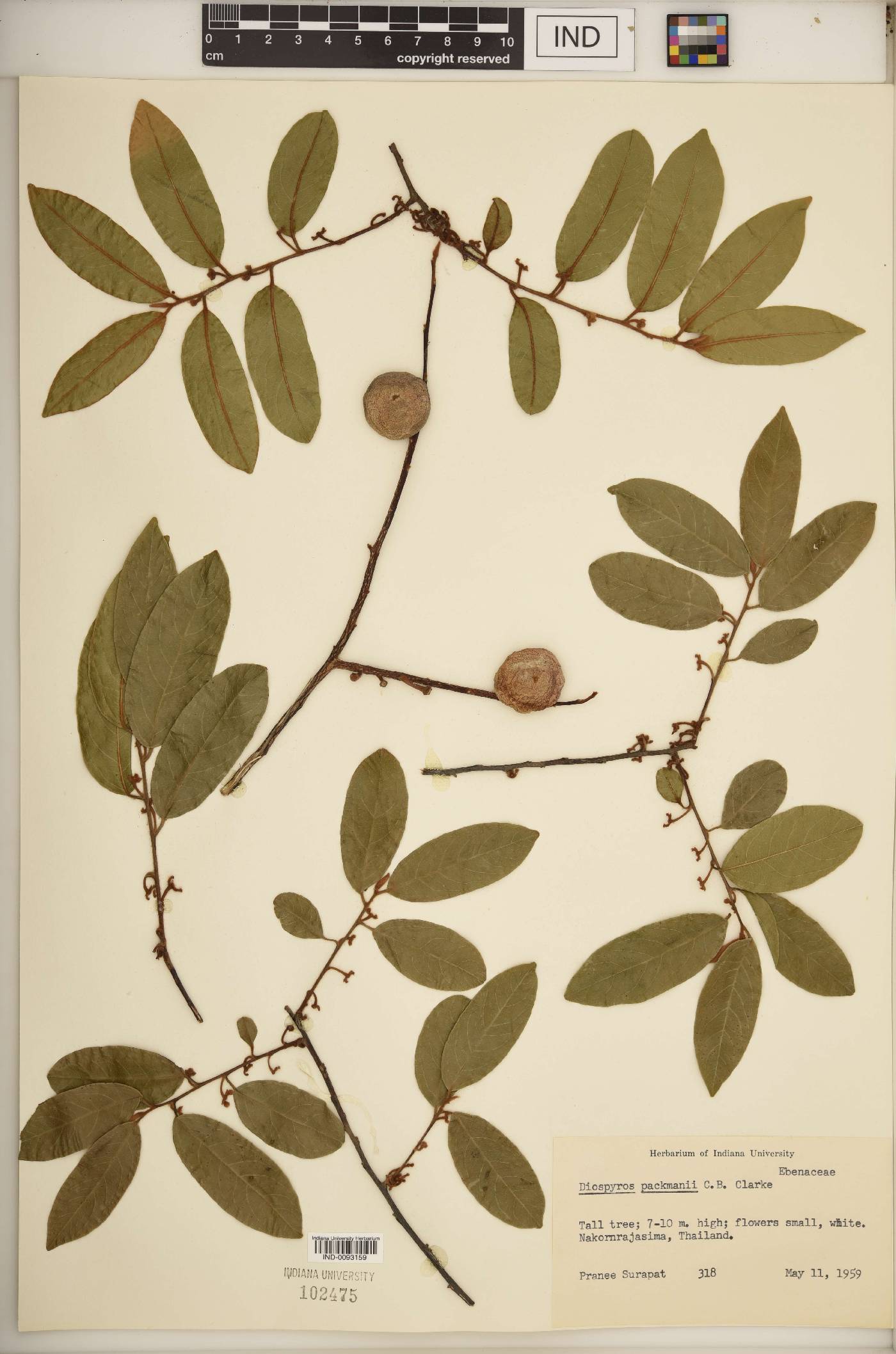 Diospyros packmannii image