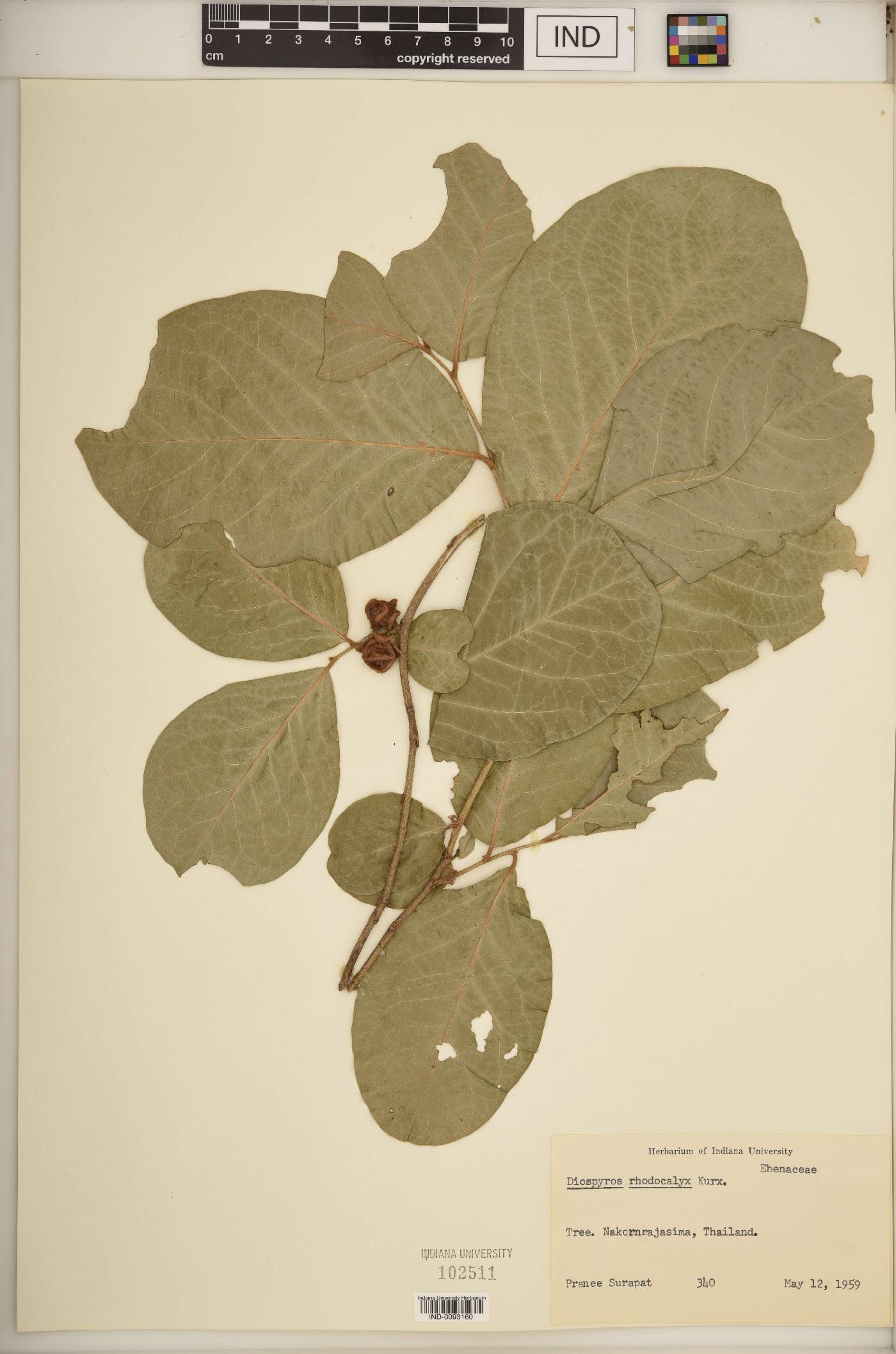 Diospyros rhodocalyx image