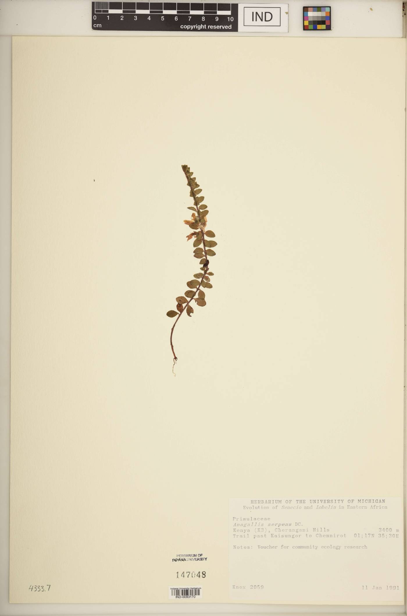 Anagallis serpens image