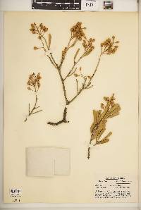 Jacquinia keyensis image