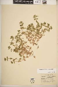 Lysimachia arvensis image