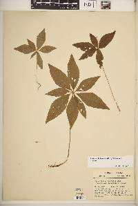 Trientalis borealis image