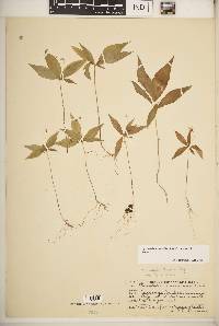 Trientalis borealis image