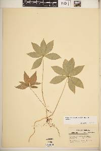 Trientalis borealis image