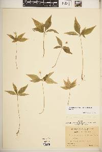 Trientalis borealis image