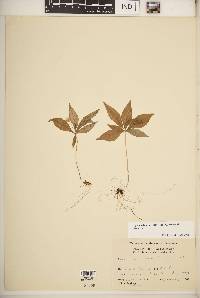 Trientalis borealis image