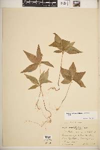 Trientalis borealis image