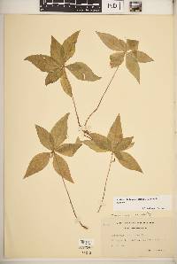 Trientalis borealis image