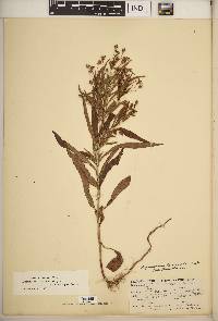 Lysimachia lanceolata image