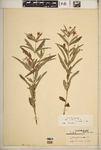 Lysimachia lanceolata image