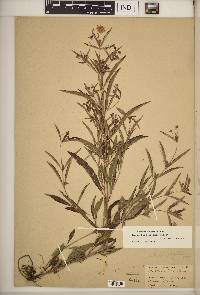 Lysimachia lanceolata image