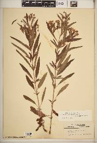 Lysimachia lanceolata image