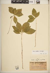 Lysimachia latifolia image