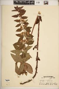 Lysimachia punctata image