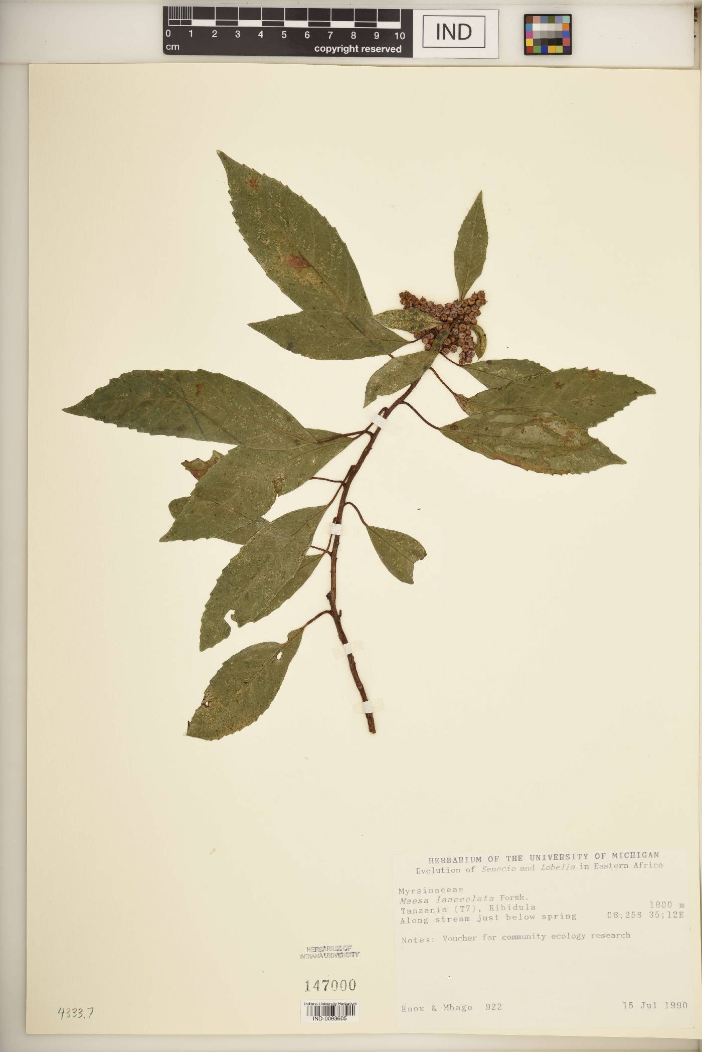 Maesa novocaledonica image