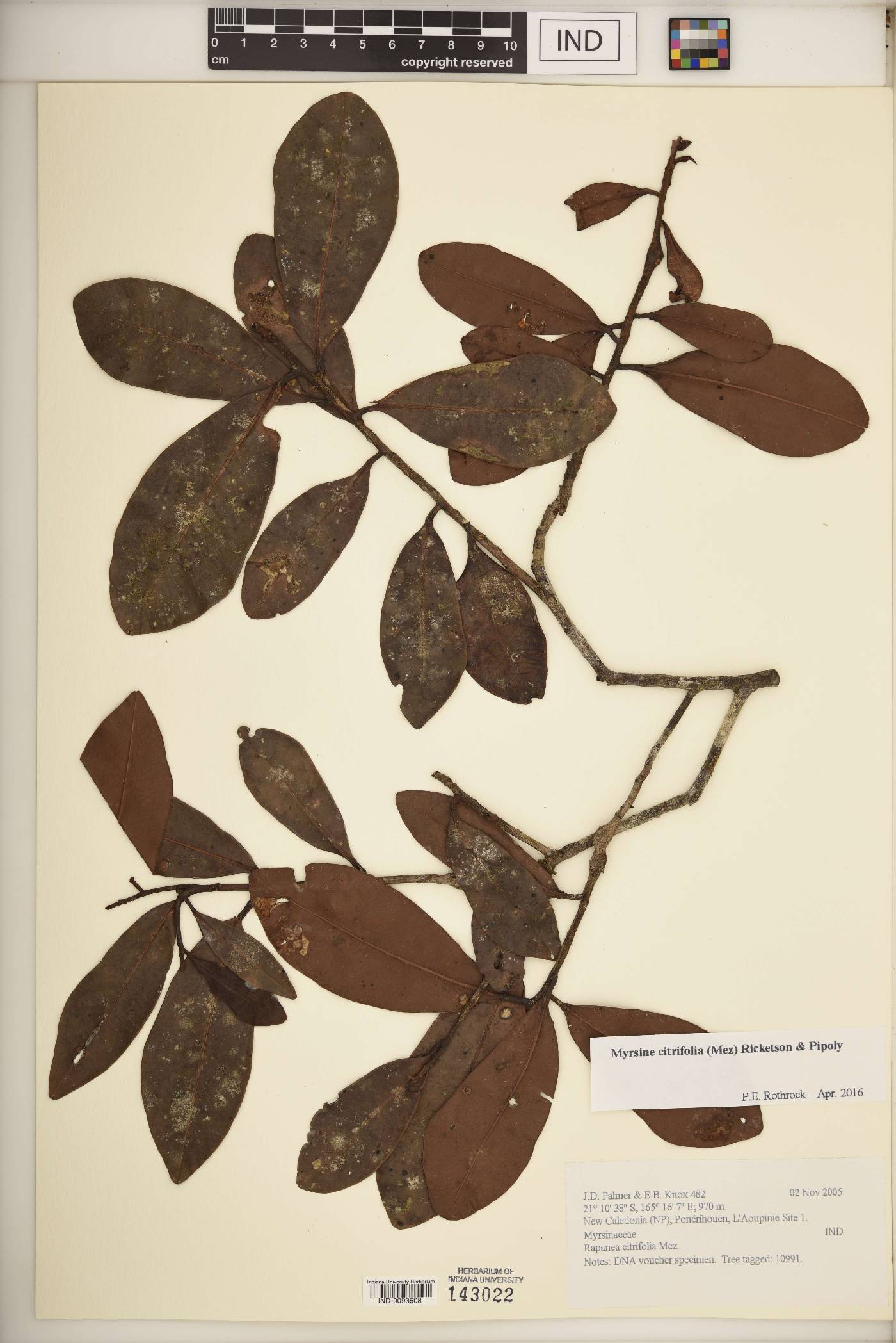 Myrsine citrifolia image