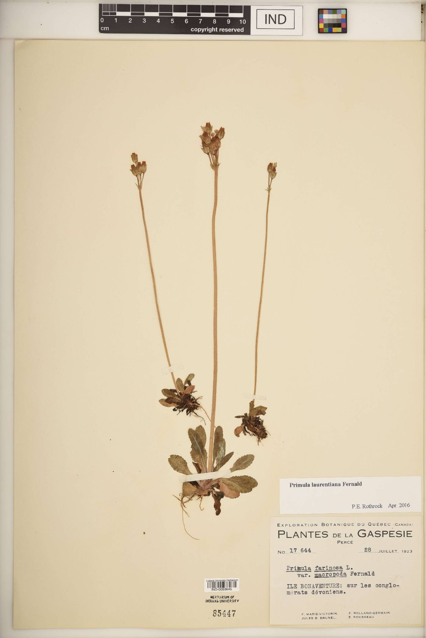 Primula laurentiana image