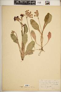 Primula polyantha image
