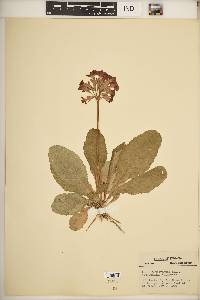 Primula polyantha image