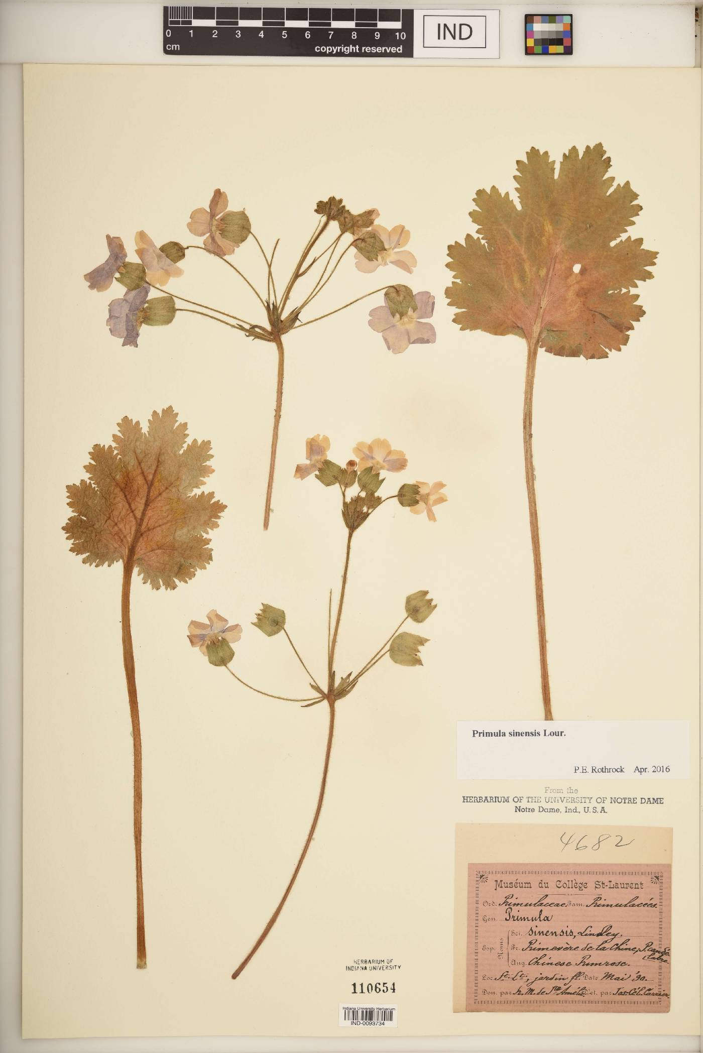 Primula sinensis image