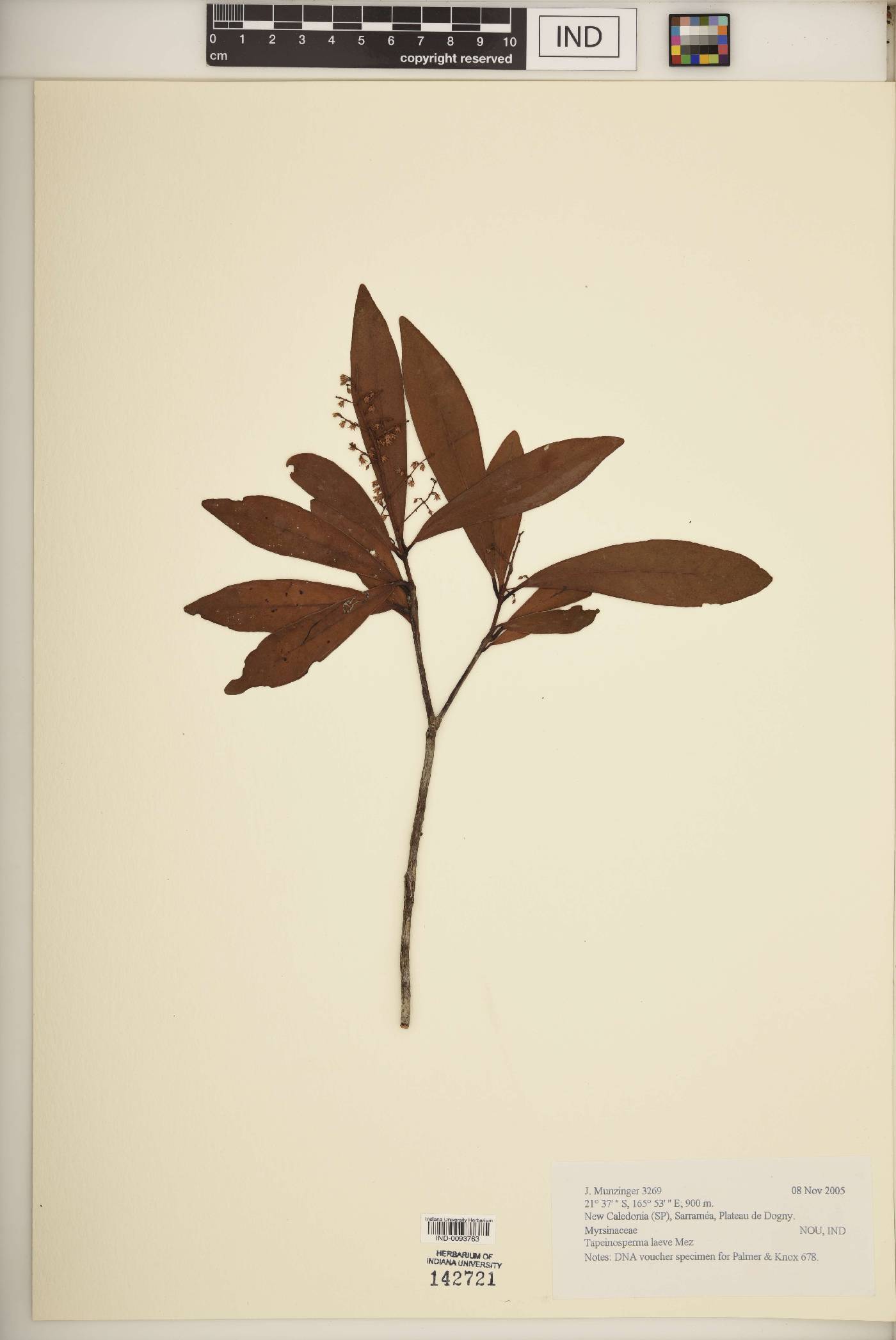 Tapeinosperma laeve image