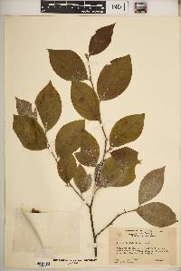 Stewartia malacodendron image