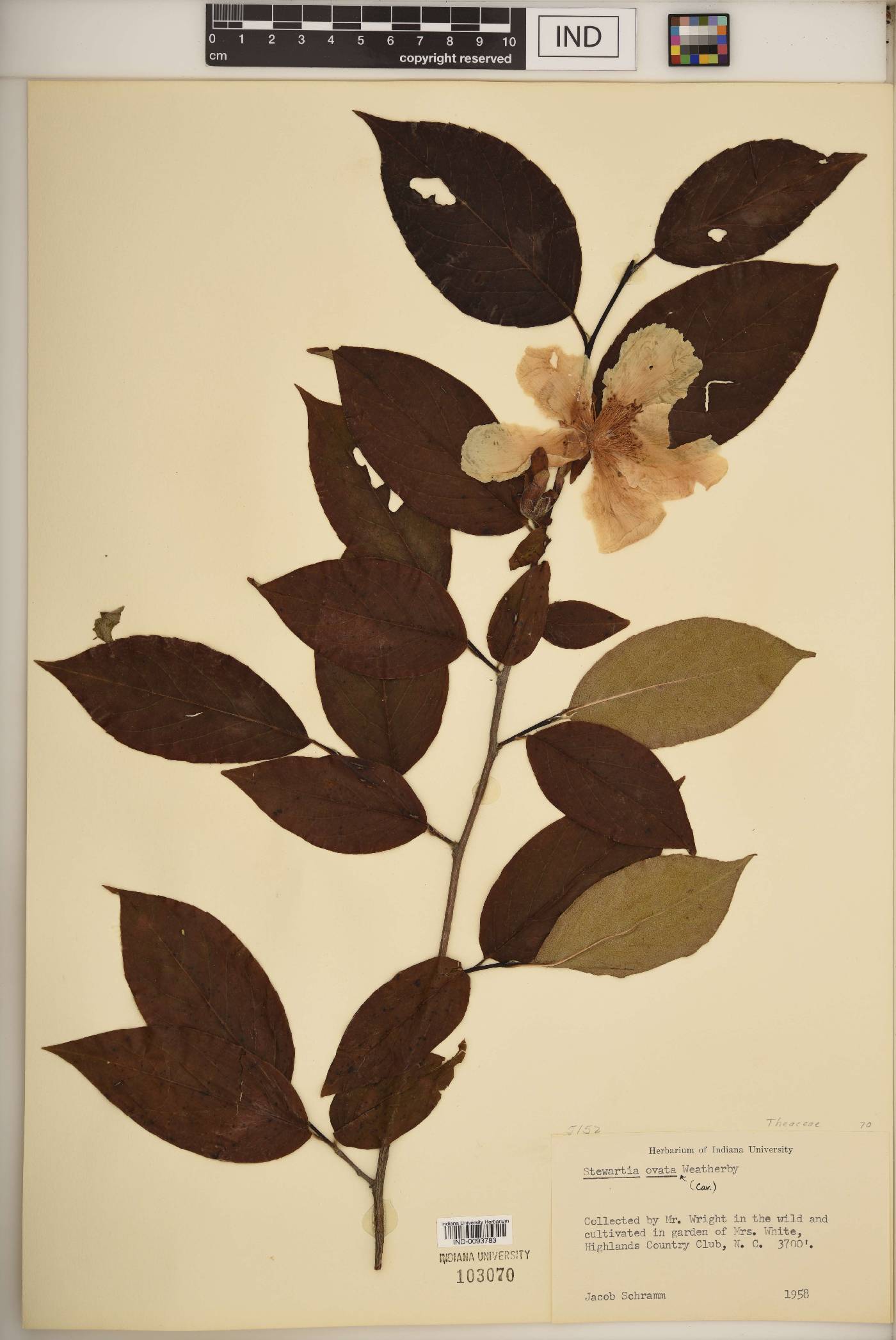 Stewartia ovata image