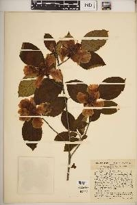 Stewartia ovata image