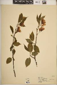 Halesia carolina image