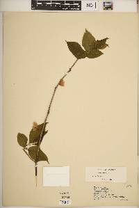 Halesia carolina image