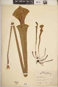 Sarracenia flava image