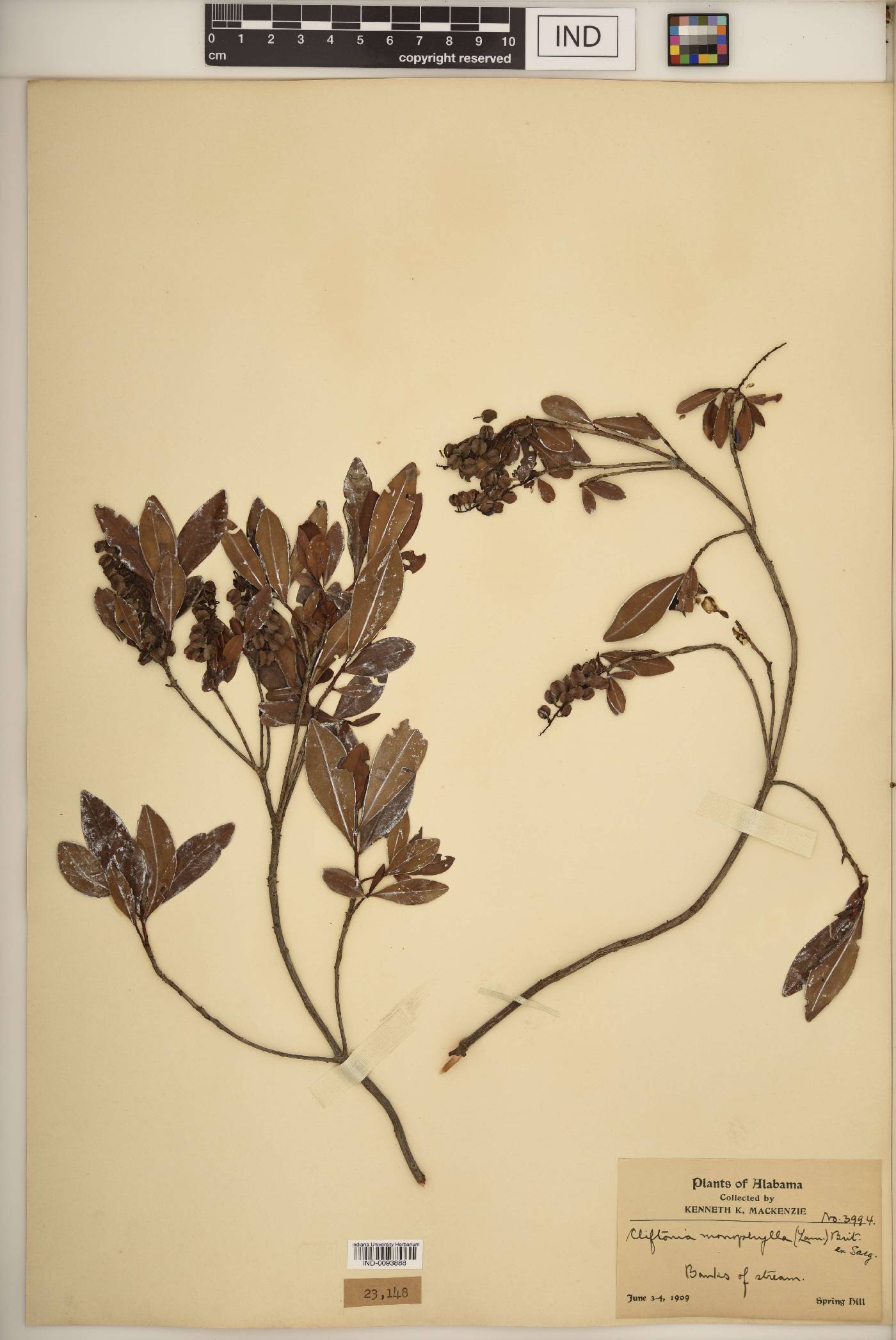 Cliftonia monophylla image