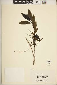 Cyrilla racemiflora image