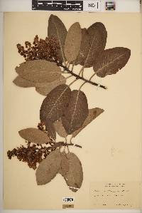 Arbutus menziesii image