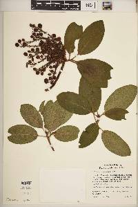 Arbutus menziesii image