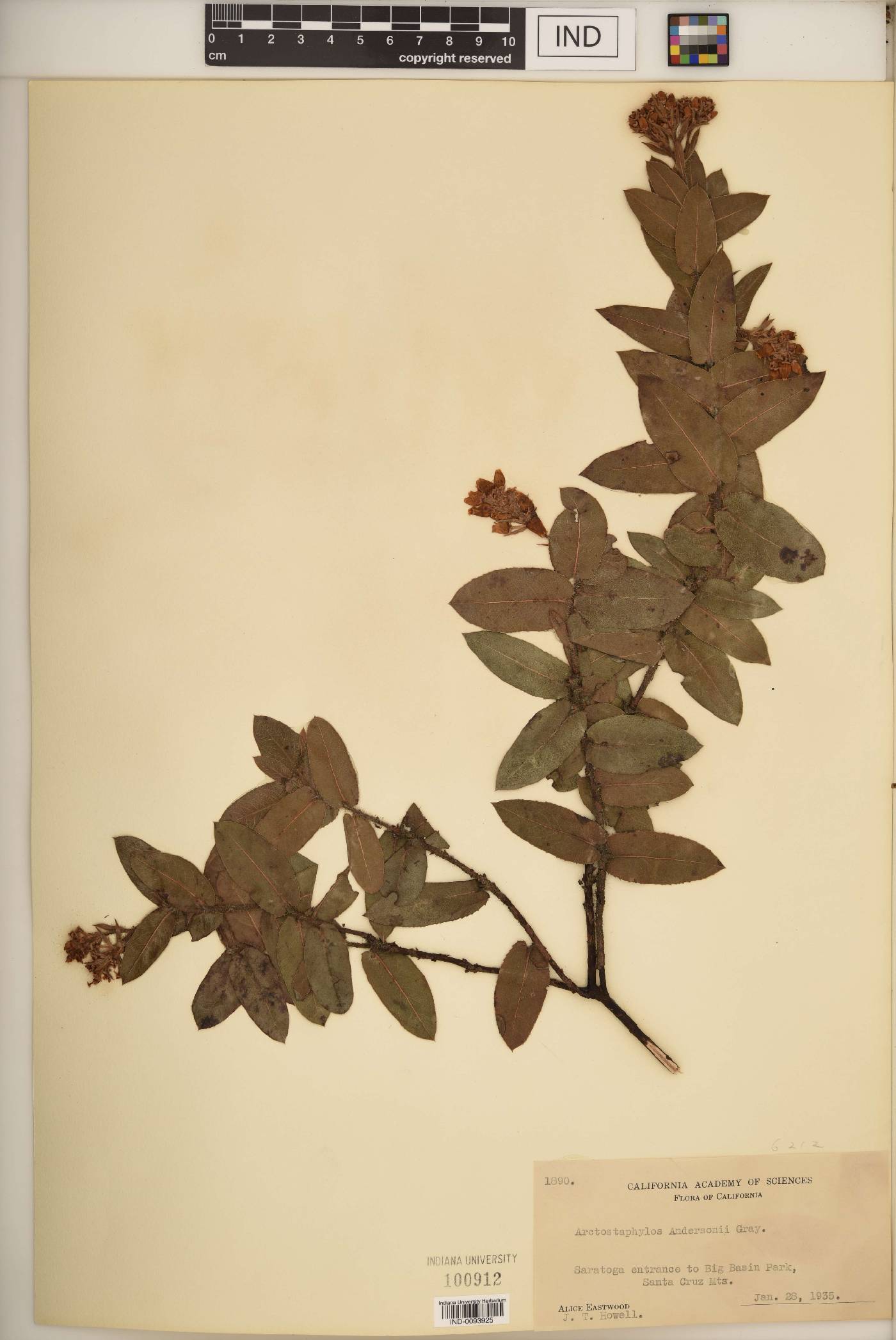 Arctostaphylos andersonii image