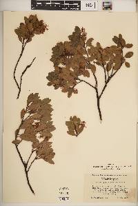 Arctostaphylos nevadensis image