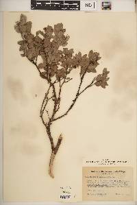 Arctostaphylos nissenana image