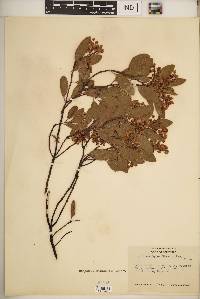 Arctostaphylos stanfordiana image