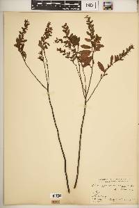 Chamaedaphne calyculata image