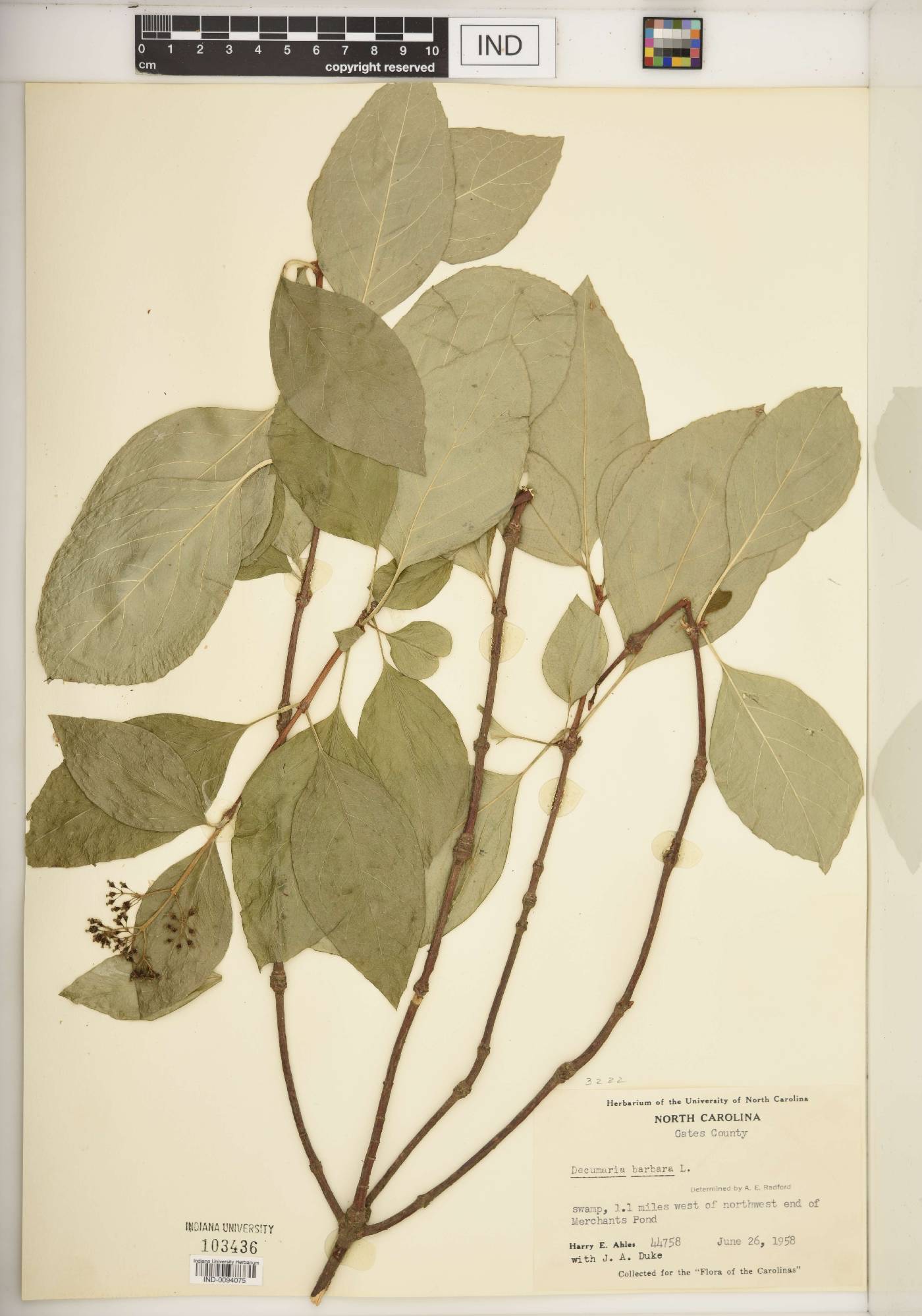 Hydrangea barbara image
