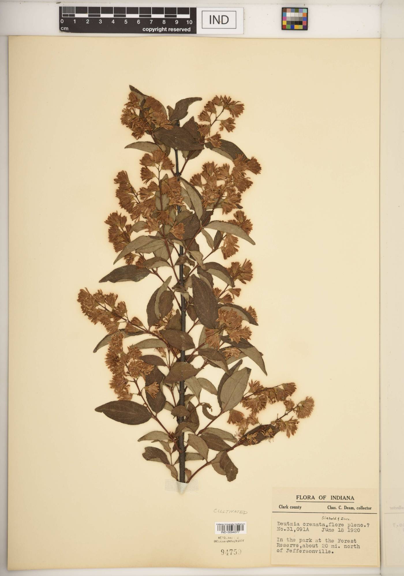 Deutzia crenata image