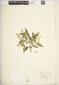 Deutzia gracilis image