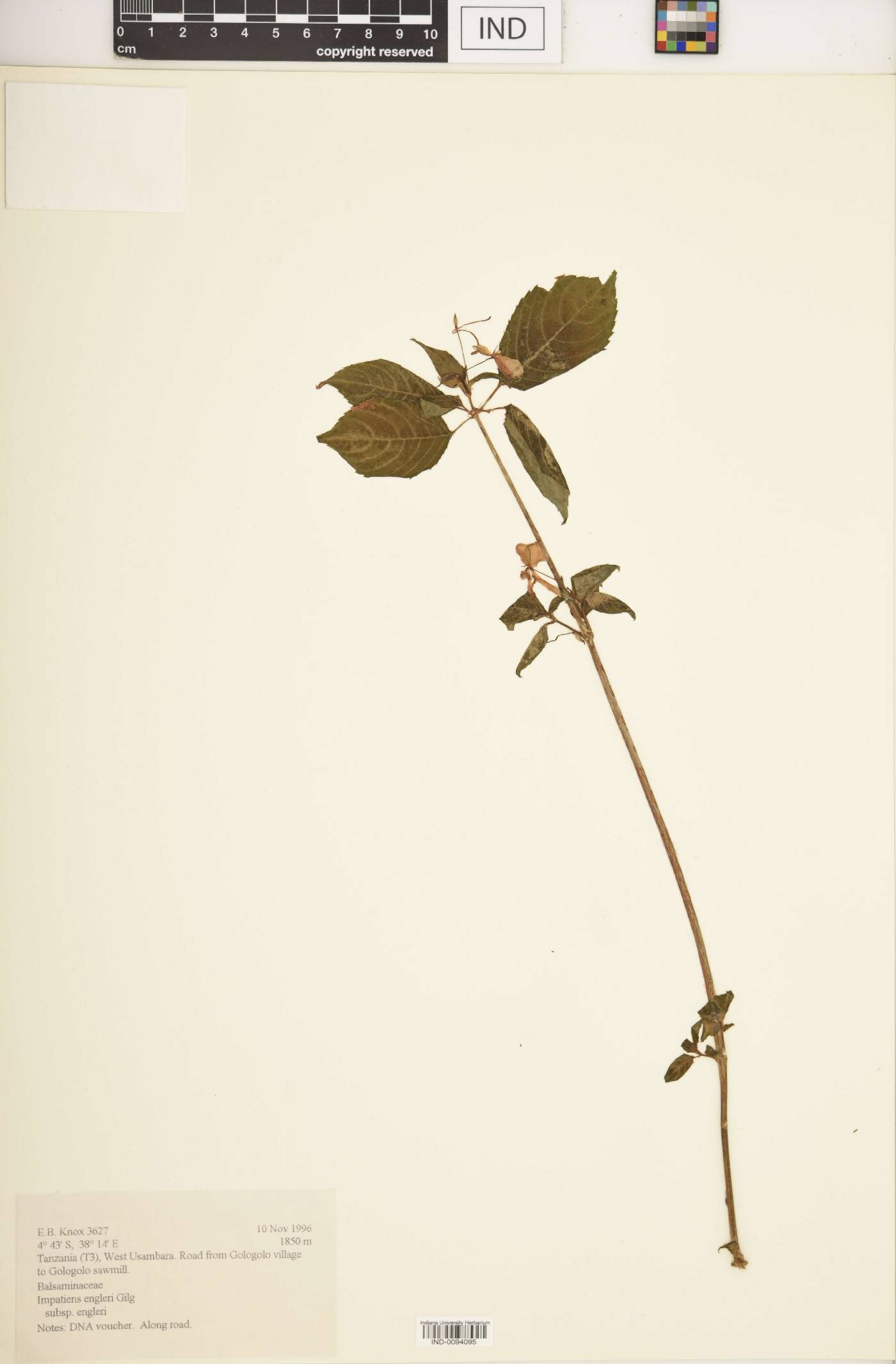Impatiens engleri subsp. engleri image