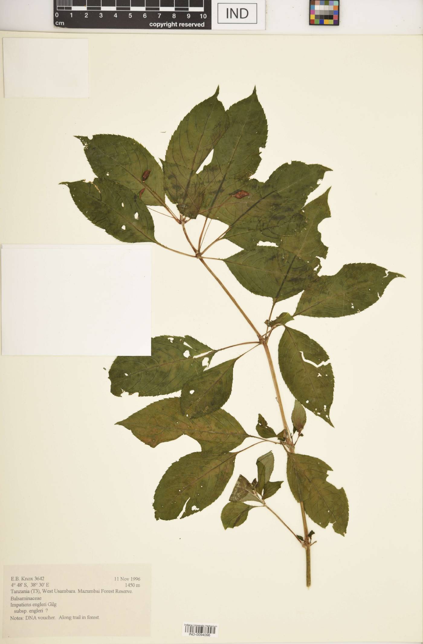 Impatiens engleri subsp. engleri image