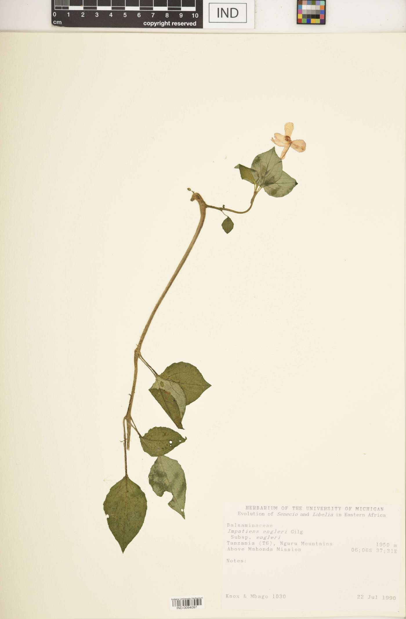 Impatiens engleri image